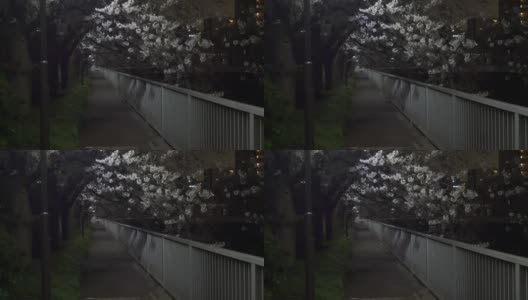 日本2021年春天的樱花夜景高清在线视频素材下载