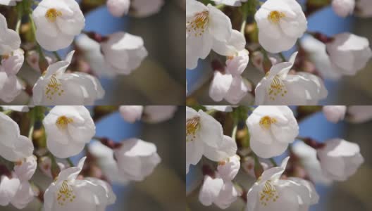 日本樱花的特写。一段粉色花朵在春天迎风摇曳的视频。高清在线视频素材下载