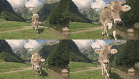 慢镜头:瑞士高山奶牛站在山上的湖边高清在线视频素材下载