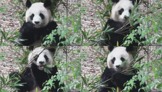 大熊猫，视频高清在线视频素材下载