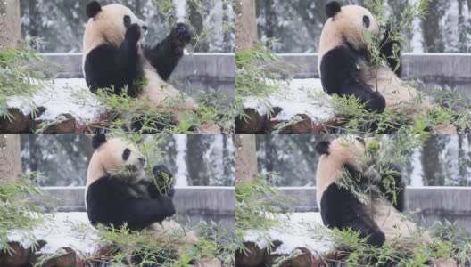 一只大熊猫在冬天吃竹子周围下雪。高清在线视频素材下载