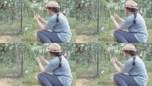 一个年轻美丽的植物学家女人戴着太阳帽坐在地球上的夏天，计算植物植物科学自然花卉研究的种子和果实数量植物学家草药植物科学家4K分辨率高清在线视频素材下载