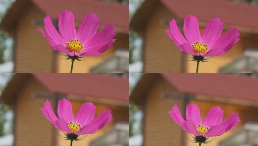 乡村房子背景上的粉红色花朵。高清在线视频素材下载