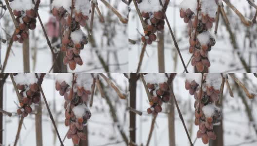 葡萄园里，过熟的蓝葡萄被雪覆盖着。晚收高清在线视频素材下载