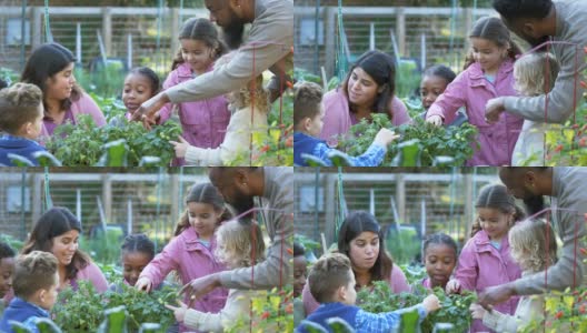 孩子们在社区花园学习植物高清在线视频素材下载