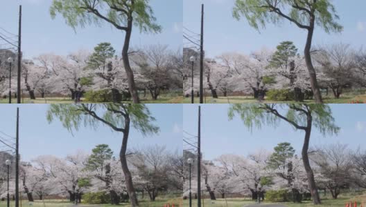 绿色的柳树和樱花树在日本高清在线视频素材下载