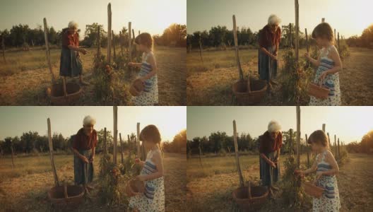 POV，用户生成内容。一个小女孩向她的祖母学习如何摘西红柿。真实的人，乡村场景，。镜头光晕，特殊角度，GoPro。高清在线视频素材下载