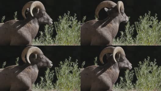 科罗拉多州沃特顿峡谷大角羊的高清视频高清在线视频素材下载