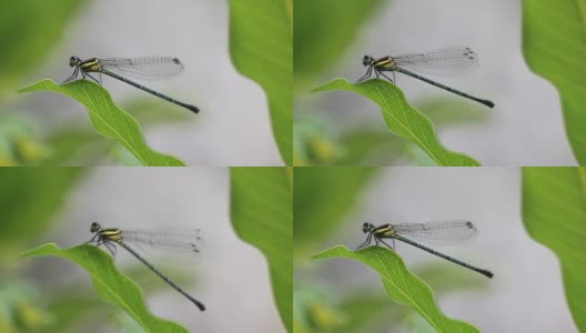 绿色叶子上的小蜻蜓高清在线视频素材下载