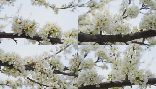 盛开的白色樱花(Sakura)的特写和平移镜头高清在线视频素材下载