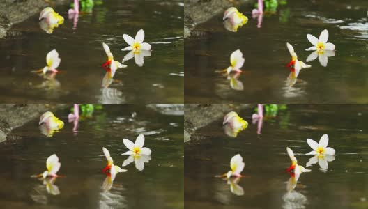 在泰国的雨季，雨点落在地板上，上面有五颜六色的花朵高清在线视频素材下载