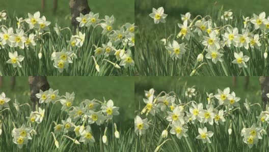 高清:Daffodils高清在线视频素材下载