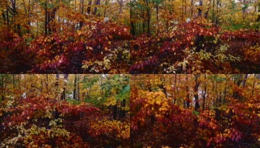 秋色自然景观透过旅客列车窗口高清在线视频素材下载