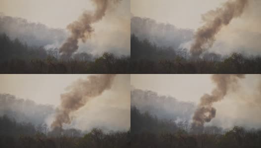 黑烟烟雾从森林大火，野火高清在线视频素材下载