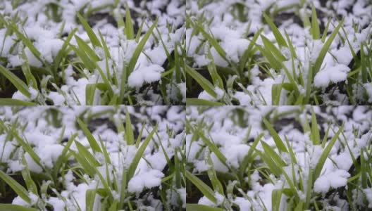 绿油油的草地上覆盖着一层雪，在春季降雪期间特写。高清在线视频素材下载