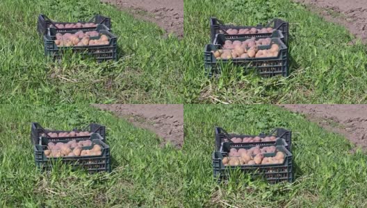 装着土豆的盒子放在地上的草地上高清在线视频素材下载