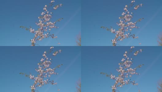 一根挥动的樱花树枝高清在线视频素材下载