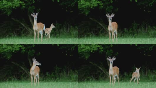 白尾鹿，小鹿和母鹿高清在线视频素材下载