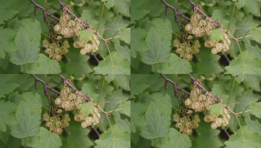 在花园中，新鲜的白醋栗在树枝上撕开高清在线视频素材下载