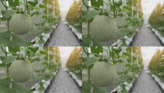 绿色有机香瓜在温室农场种植。高清在线视频素材下载