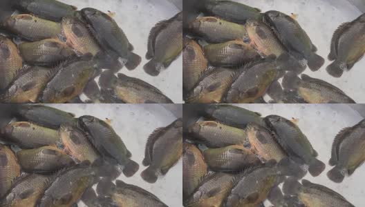 攀缘鲈鱼在市场上卖高清在线视频素材下载