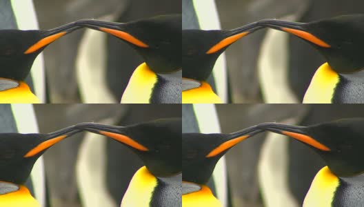 南极帝企鹅高清在线视频素材下载