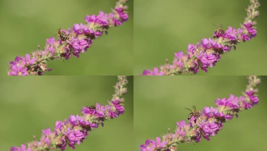 春天粉红色的花朵上飞着蜜蜂在采蜜高清在线视频素材下载