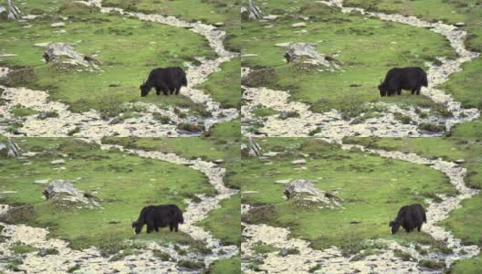 中国四川省四姑娘山国家公园海子谷四姑娘山地区的自然景观中的黑牦牛高清在线视频素材下载