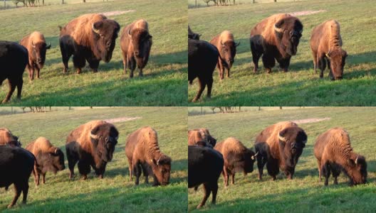 牧场上有野牛群、牛虻、散养、野野牛高清在线视频素材下载
