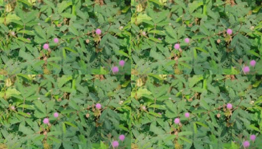 粉红色的含羞草花盛开在一片绿色的森林里高清在线视频素材下载