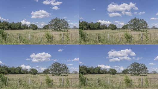 时间流逝白色的夏天云经过开阔的土地与奶牛在大树下高清在线视频素材下载