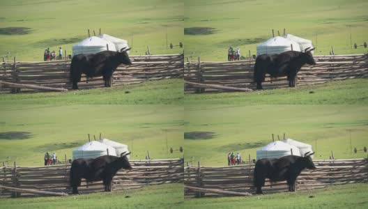 白色蒙古包帐篷、有角黑牦牛与蒙古草原地理中的人高清在线视频素材下载