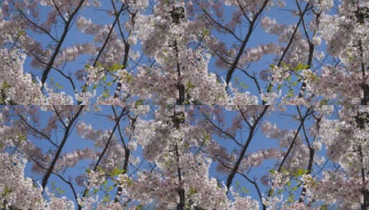 日本的樱花。春天盛开的花朵。一段花瓣随风飘落的视频。高清在线视频素材下载