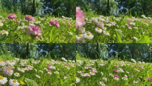 近距离镜头飞过一片雏菊和绿草的田野。鲜花非常接近高清在线视频素材下载