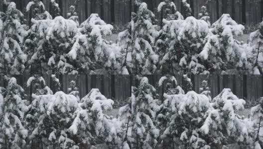 近距离看被雪覆盖的松树树枝，雪花在缓缓飘落高清在线视频素材下载