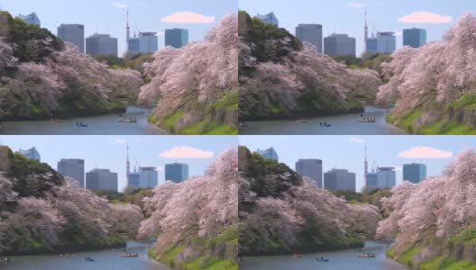 日本东京千鸟渊公园，樱花花瓣飘落高清在线视频素材下载