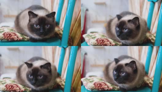 一只可爱的蓝眼睛暹罗猫的肖像高清在线视频素材下载