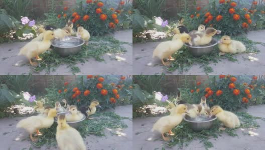 麝香鸭在一碗水中扑通一声，背景是盛开的橙色金盏花高清在线视频素材下载