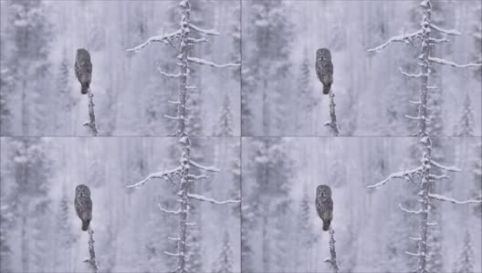 在芬兰针叶林寒冷的冬日里，大灰猫头鹰坐在一棵枯死的老树上四处张望高清在线视频素材下载