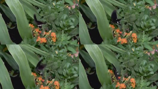 宏观普通摩门教蝴蝶(凤蝶Polytes)休息在花和吮吸蜂蜜从花模糊的背景高清在线视频素材下载