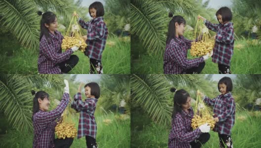 母亲和女儿正在采摘椰枣果实。高清在线视频素材下载