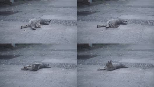 躺在地上的流浪猫托比高清在线视频素材下载