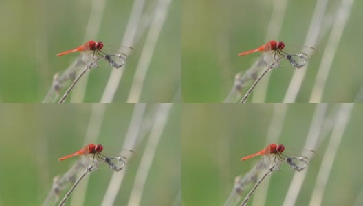 栖息在树枝上的红尾蜻蜓。高清在线视频素材下载