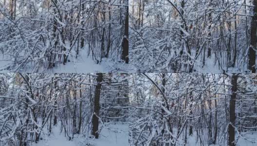 美丽的冬季白桦林的背景下的太阳。雪躺在树枝上，霜冻的日子。冬季高清在线视频素材下载