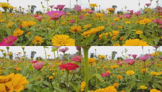 美丽的百日菊。向摄像机走来高清在线视频素材下载