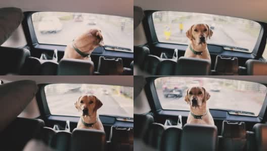 拉布拉多狗在后备箱旅行，狗从汽车后备箱看外面高清在线视频素材下载