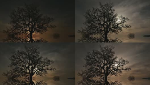 时光流逝，夜行，树在夜晚高清在线视频素材下载