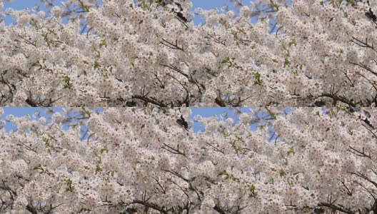 樱花的花,将日本秋田犬高清在线视频素材下载