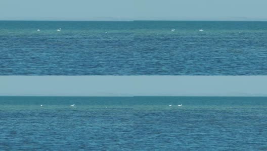 两只天鹅在海里游泳高清在线视频素材下载
