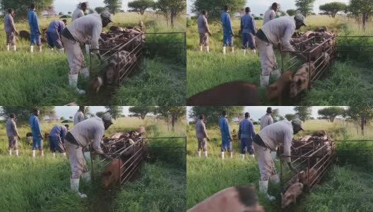 工人在一个自由放养养猪场数猪的特写高清在线视频素材下载
